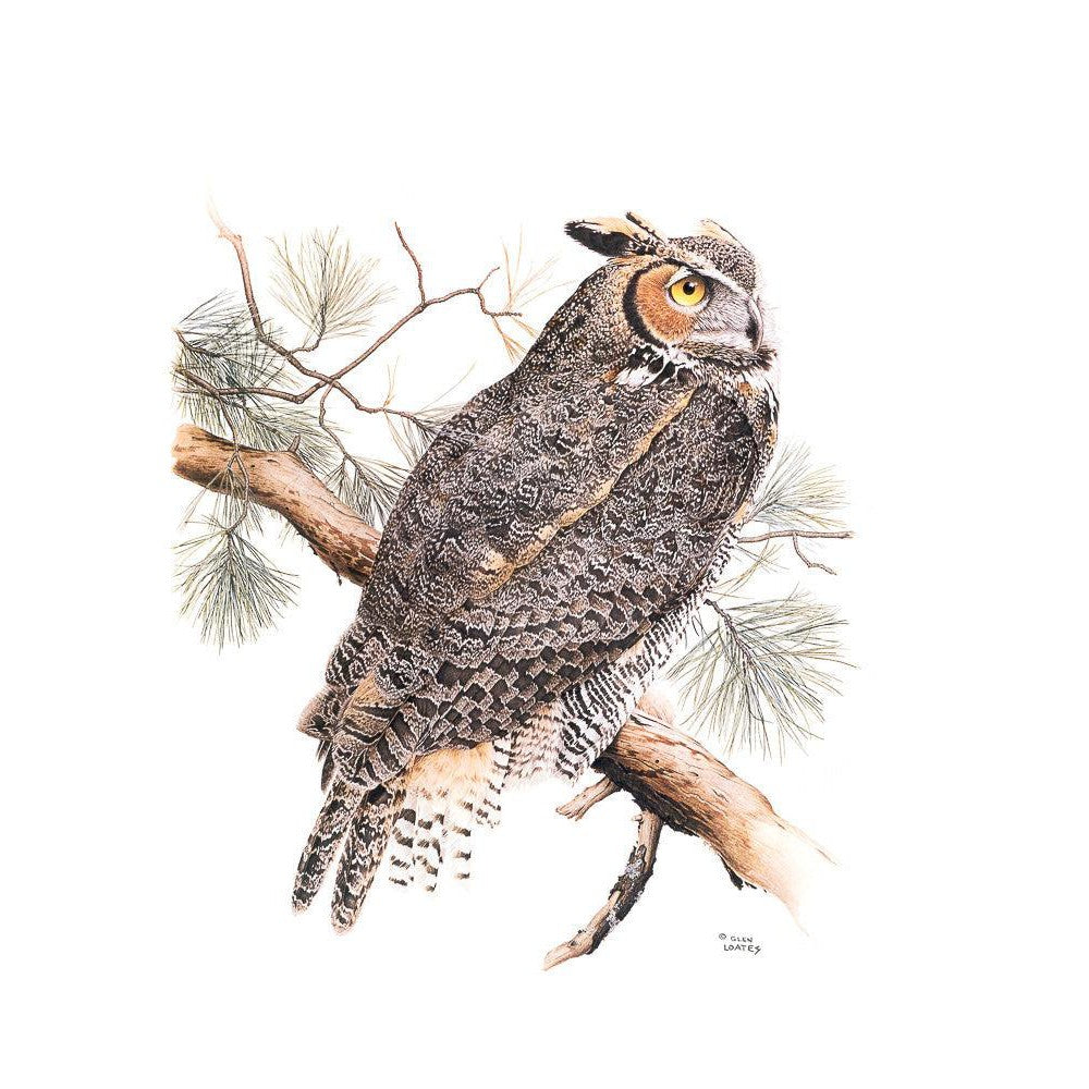 Great-Horned Owl - Canvas Print | Artwork by Glen Loates