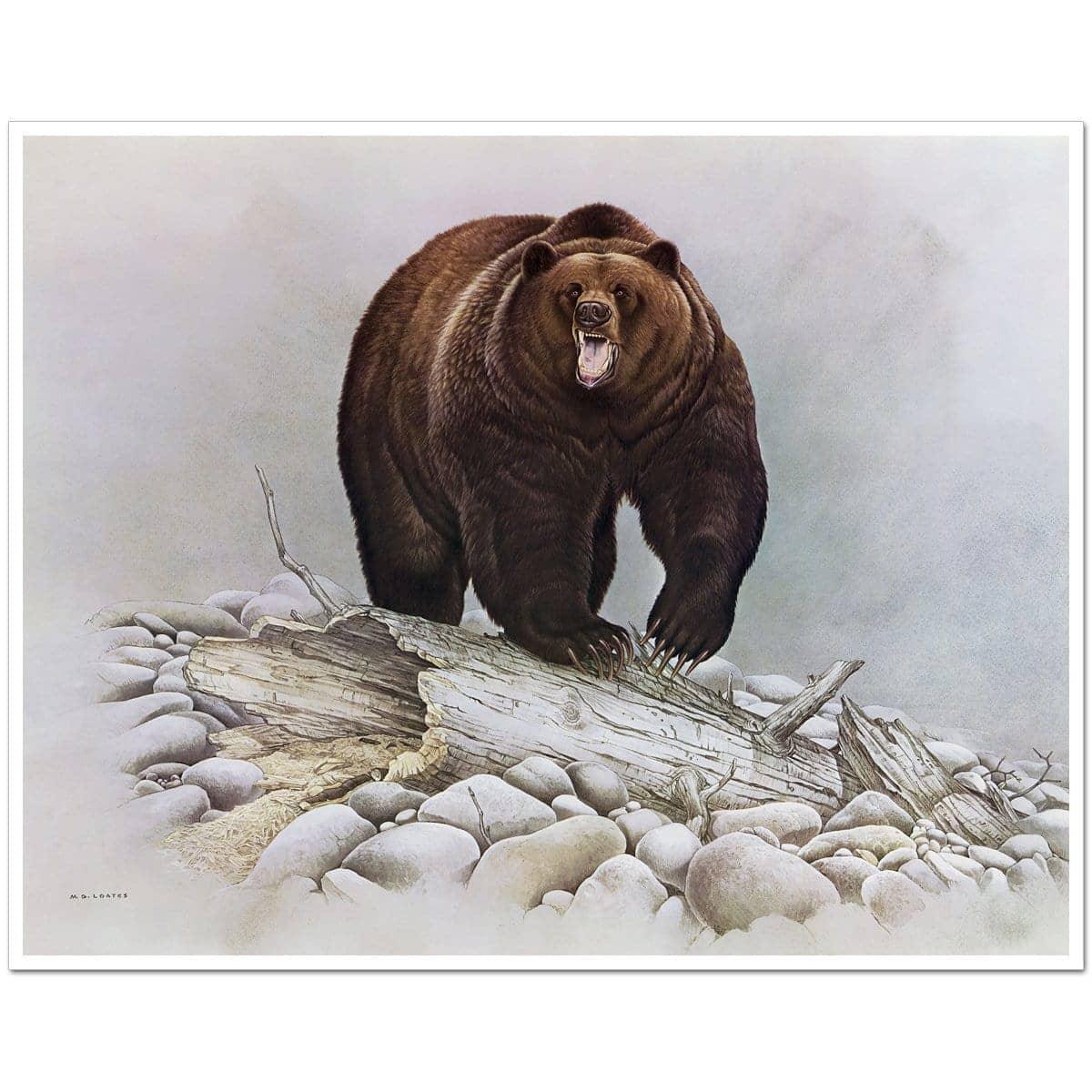 Grizzly Bear - Art Print | Artwork by Glen Loates