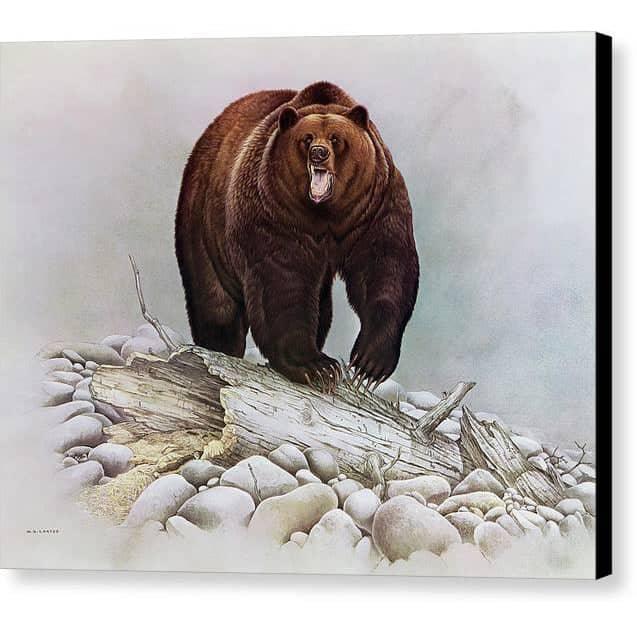 Grizzly Bear - Canvas Print | Artwork by Glen Loates