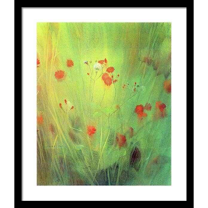 Hawkweed - Framed Print | Artwork by Glen Loates