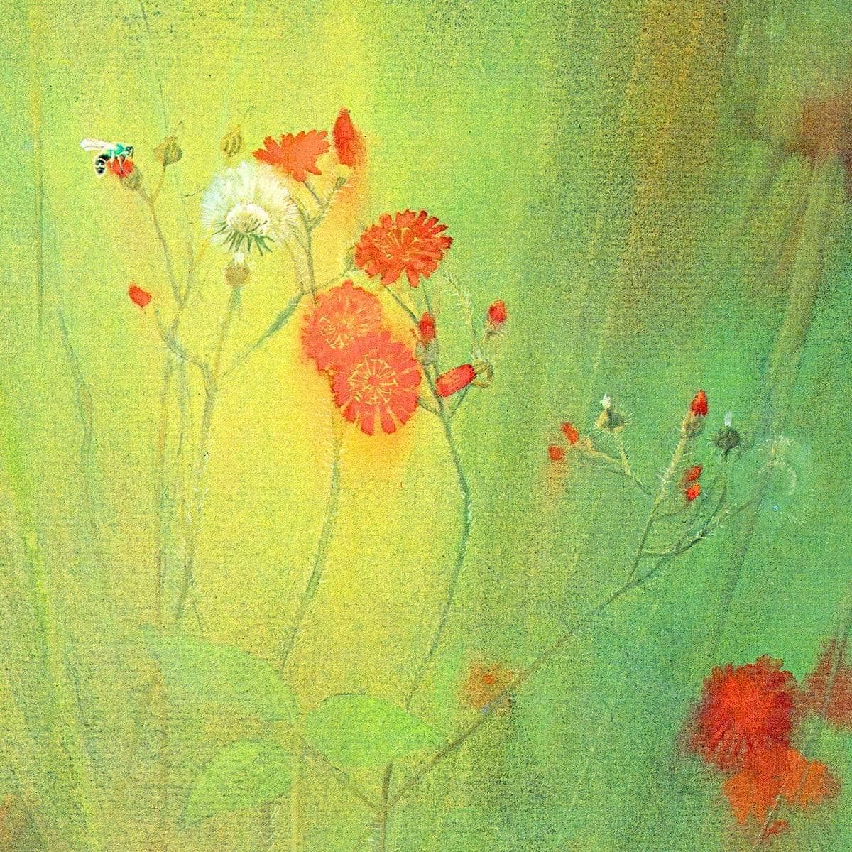 Hawkweed - Framed Print | Artwork by Glen Loates