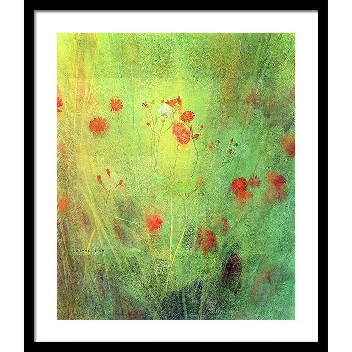 Hawkweed - Framed Print | Artwork by Glen Loates