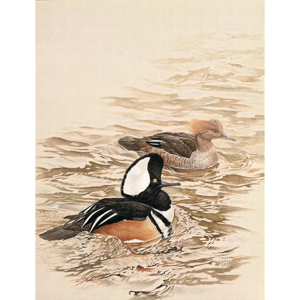 Hooded Mergansers - Art Print | Artwork by Glen Loates