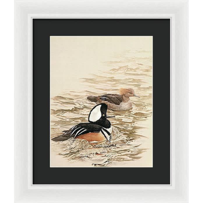 Hooded Mergansers - Framed Print | Artwork by Glen Loates