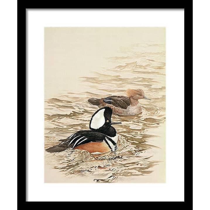 Hooded Mergansers - Framed Print | Artwork by Glen Loates