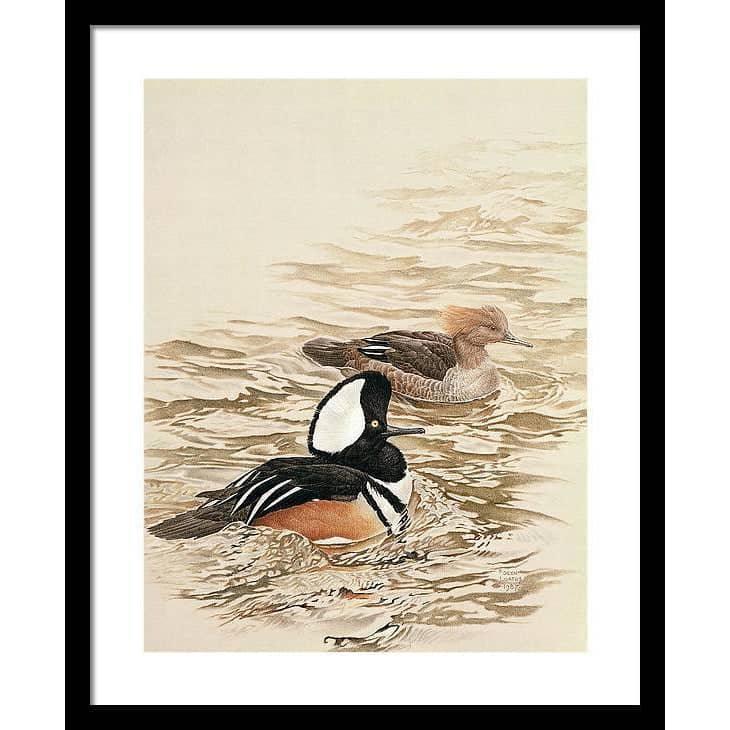 Hooded Mergansers - Framed Print | Artwork by Glen Loates