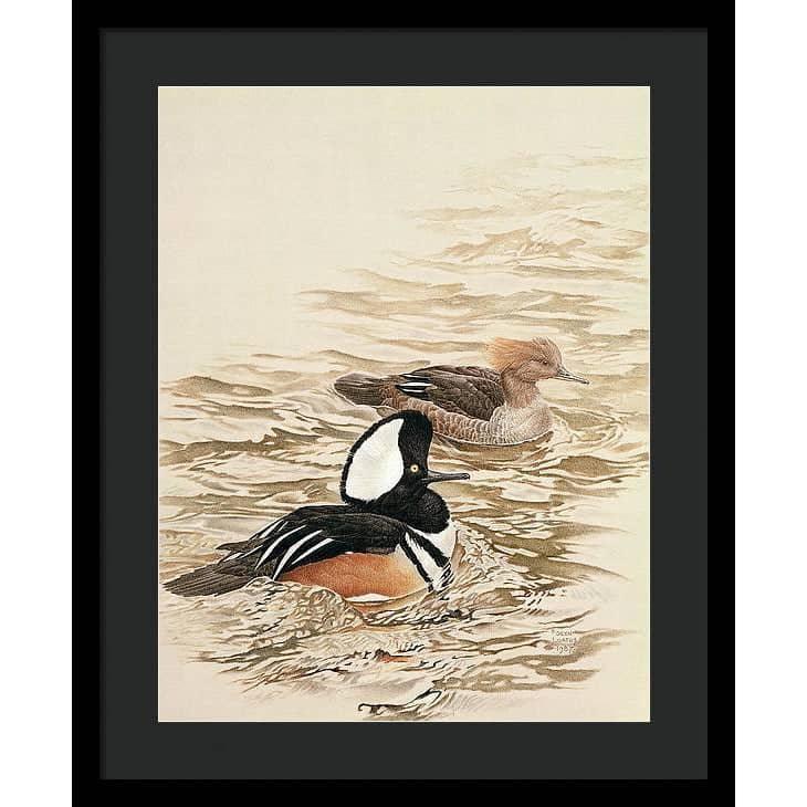 Hooded Mergansers - Framed Print | Artwork by Glen Loates