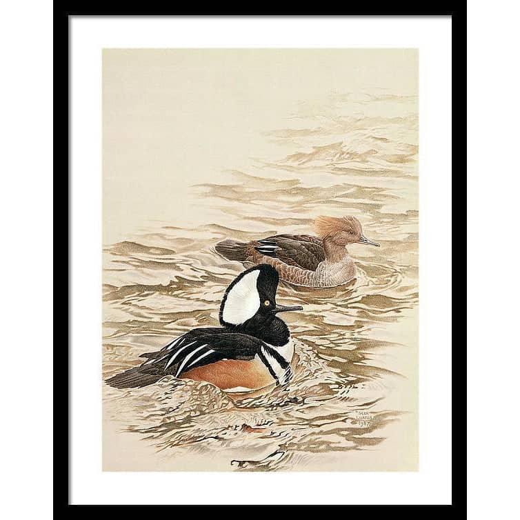 Hooded Mergansers - Framed Print | Artwork by Glen Loates