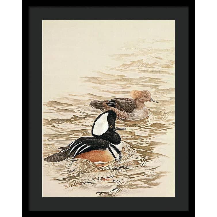 Hooded Mergansers - Framed Print | Artwork by Glen Loates