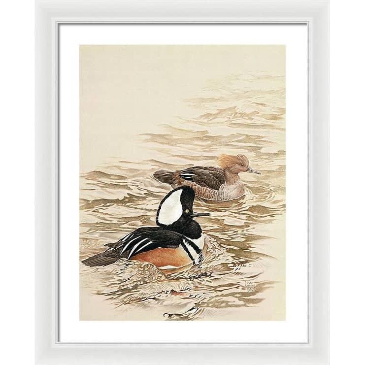 Hooded Mergansers - Framed Print | Artwork by Glen Loates