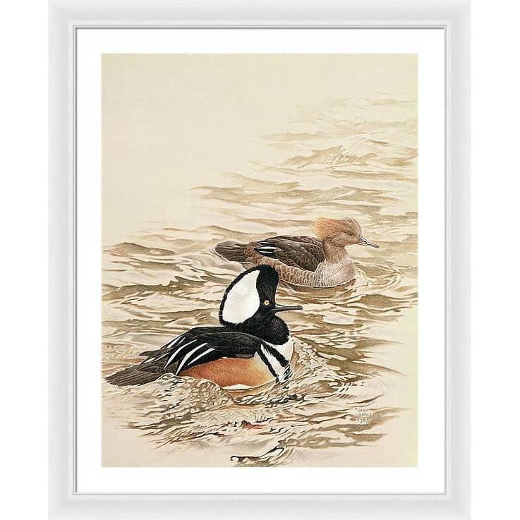 Hooded Mergansers - Framed Print | Artwork by Glen Loates