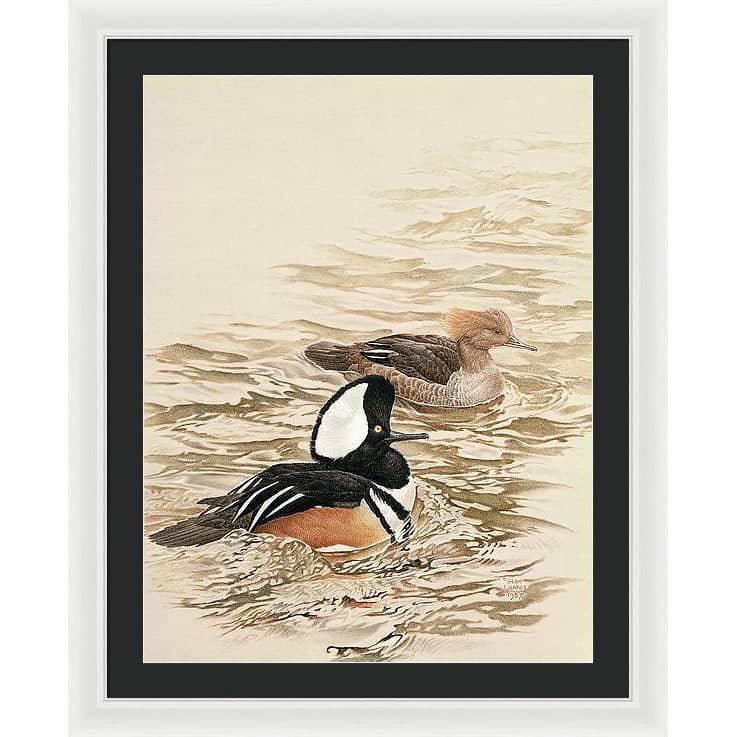 Hooded Mergansers - Framed Print | Artwork by Glen Loates