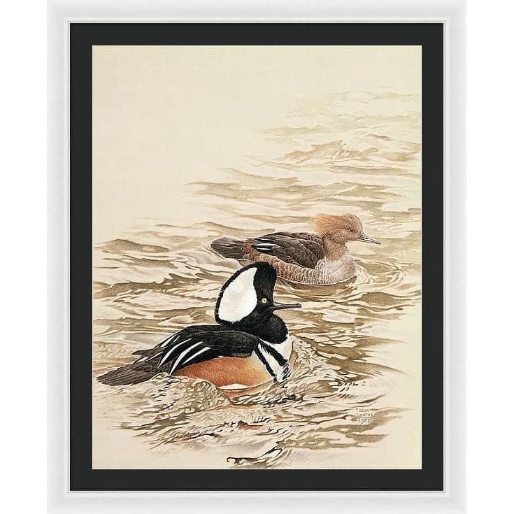 Hooded Mergansers - Framed Print | Artwork by Glen Loates