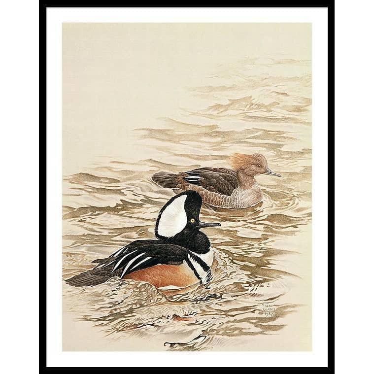 Hooded Mergansers - Framed Print | Artwork by Glen Loates