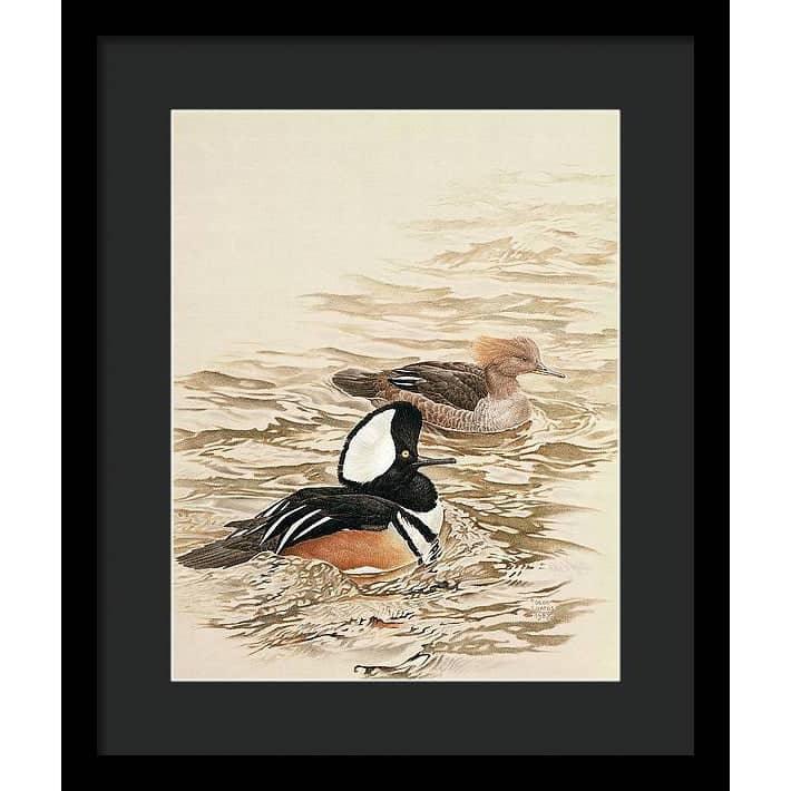 Hooded Mergansers - Framed Print | Artwork by Glen Loates