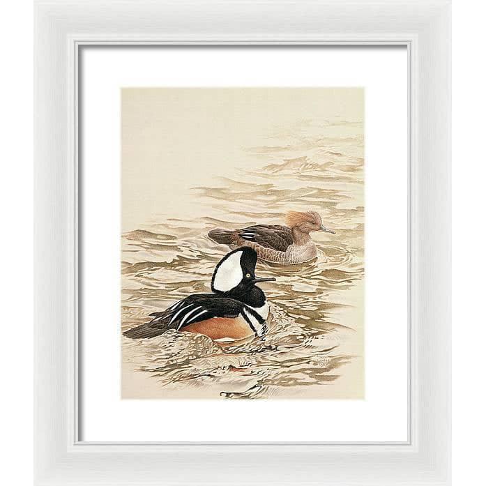 Hooded Mergansers - Framed Print | Artwork by Glen Loates