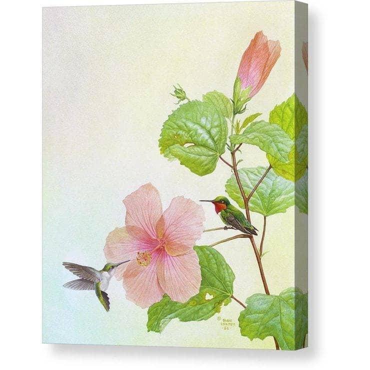 Hummingbirds and Hibiscus - Canvas Print | Artwork by Glen Loates