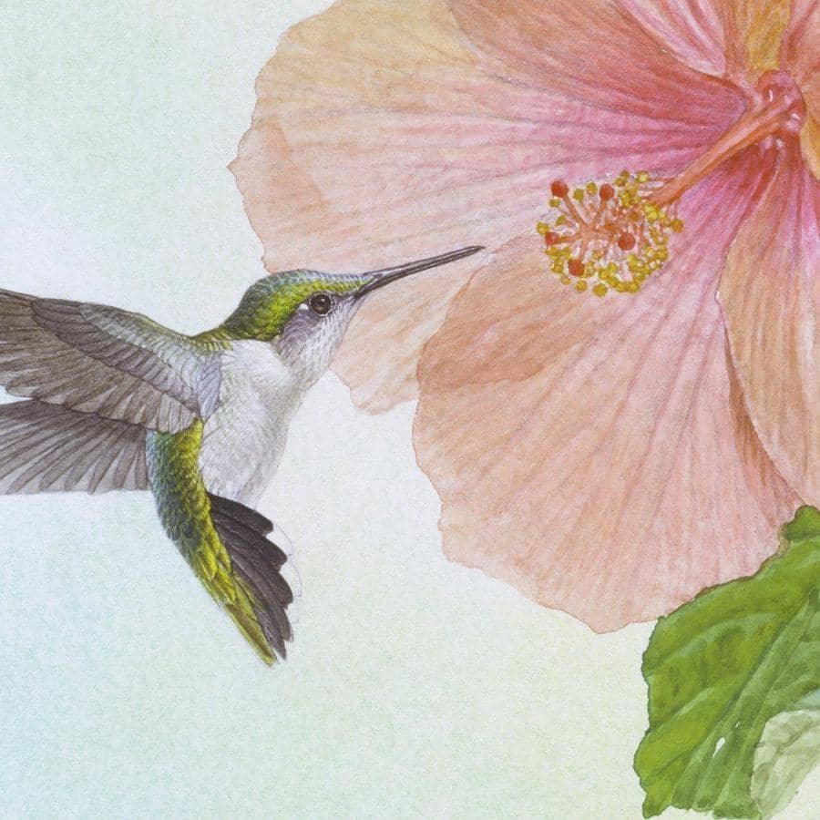 Hummingbirds and Hibiscus - Canvas Print | Artwork by Glen Loates