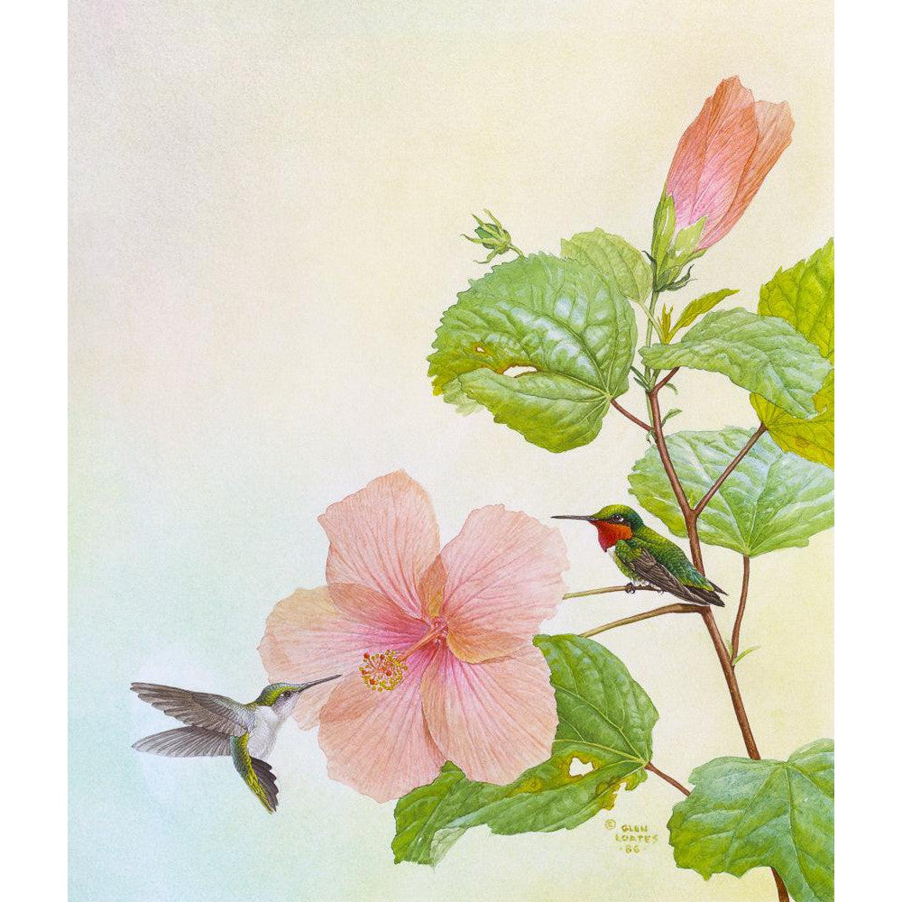 Hummingbirds and Hibiscus - Canvas Print | Artwork by Glen Loates