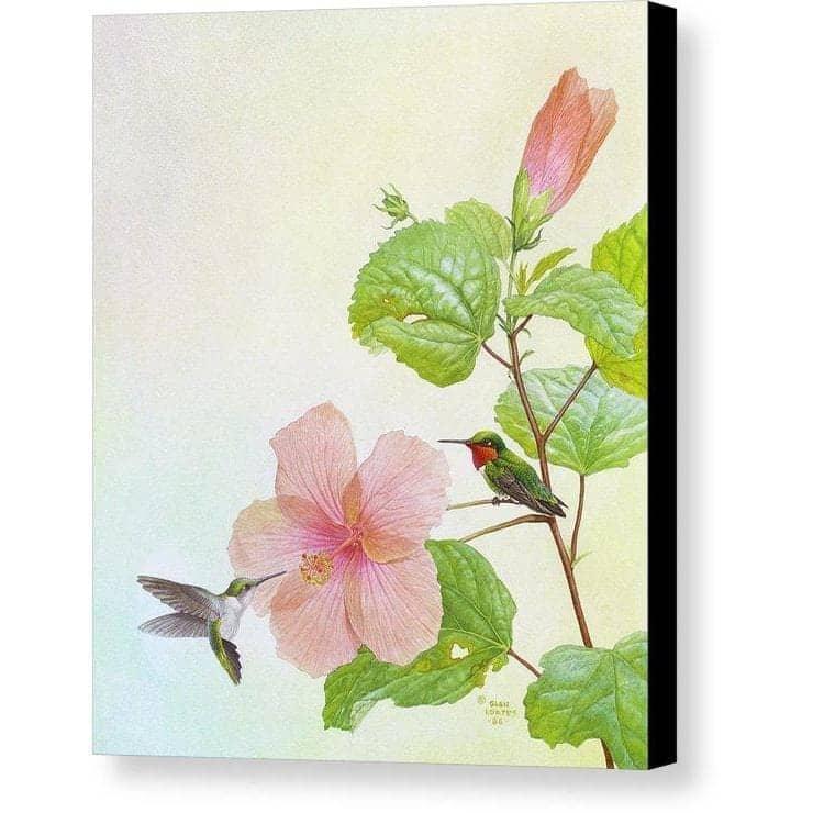 Hummingbirds and Hibiscus - Canvas Print | Artwork by Glen Loates