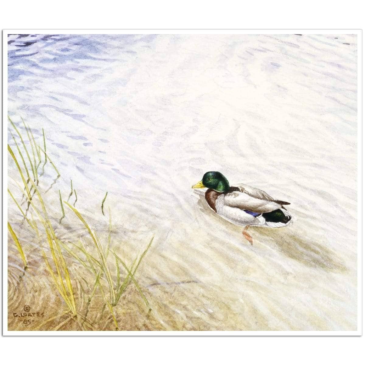 Into The Shallows - Art Print | Artwork by Glen Loates