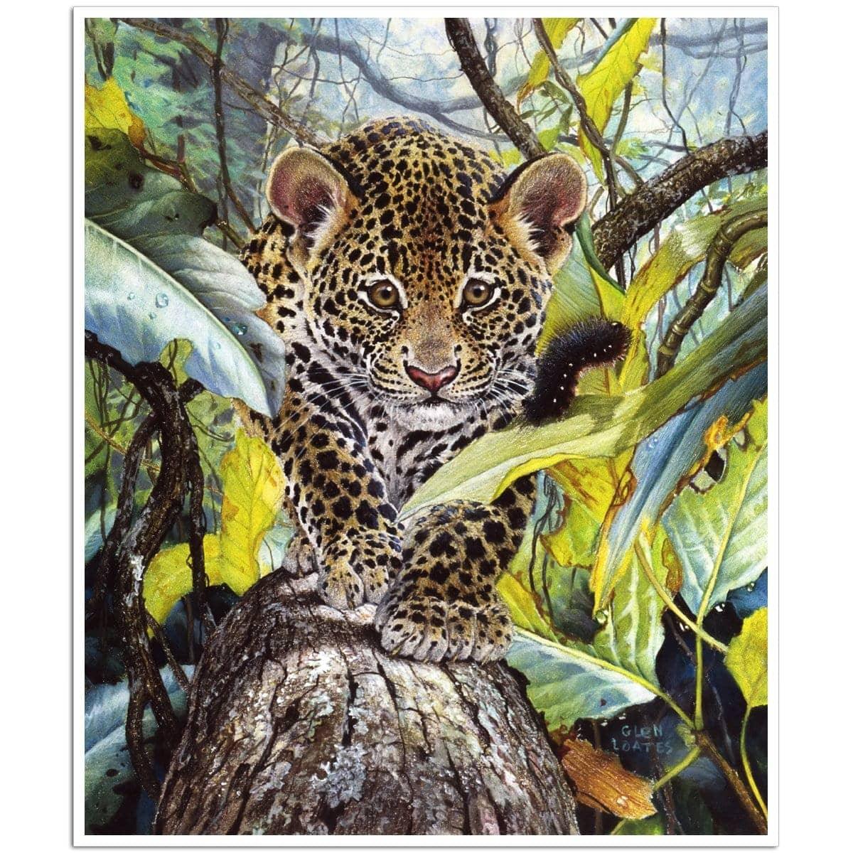 Jaguar Cub - Art Print | Artwork by Glen Loates