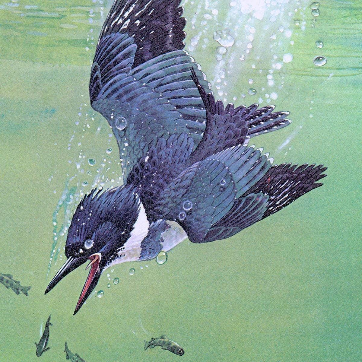 Kingfisher And Rainbow Trout - Canvas Print | Artwork by Glen Loates