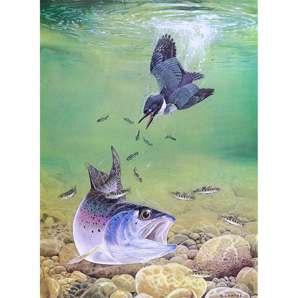 Kingfisher And Rainbow Trout - Canvas Print | Artwork by Glen Loates