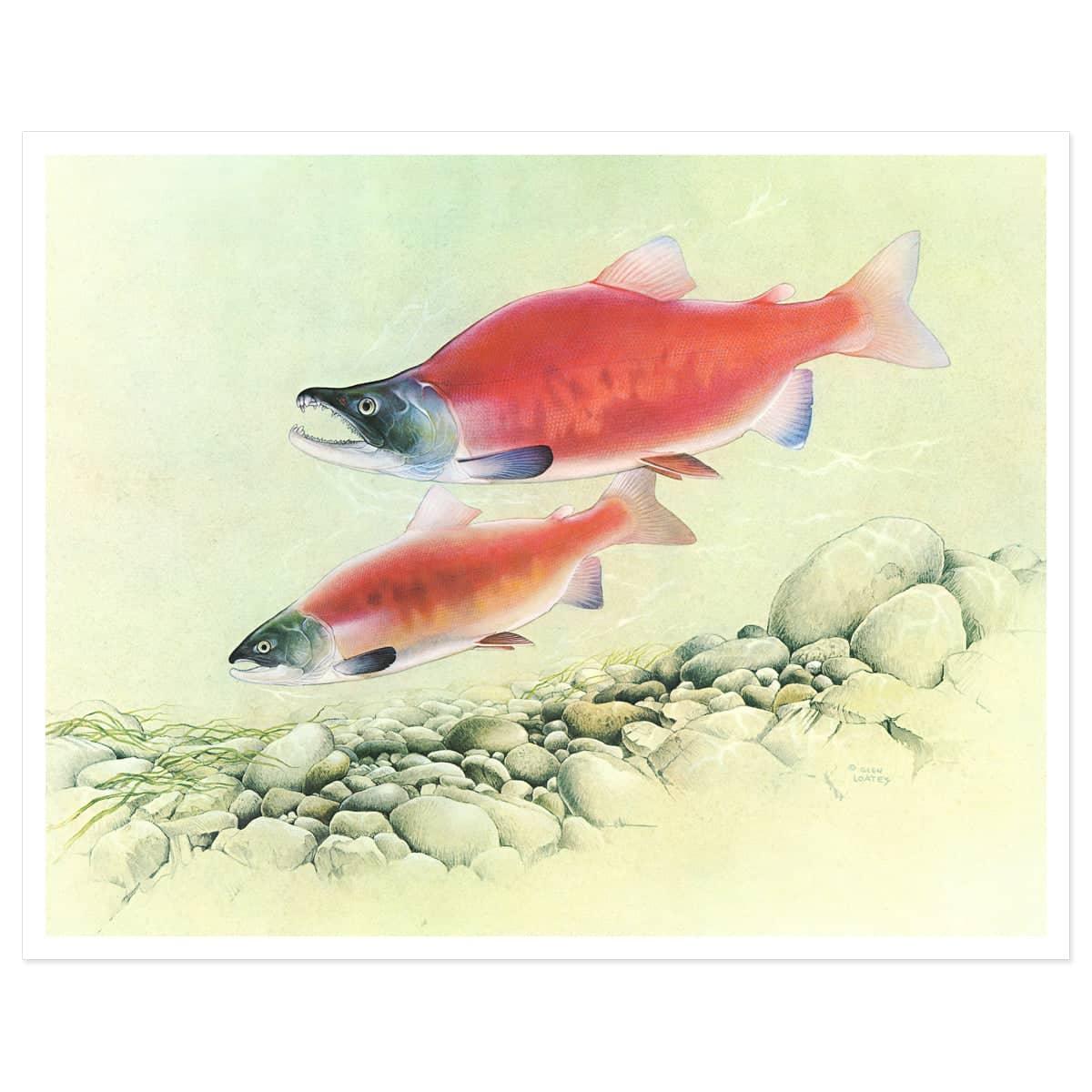 Kokanee Salmon - Art Print | Artwork by Glen Loates
