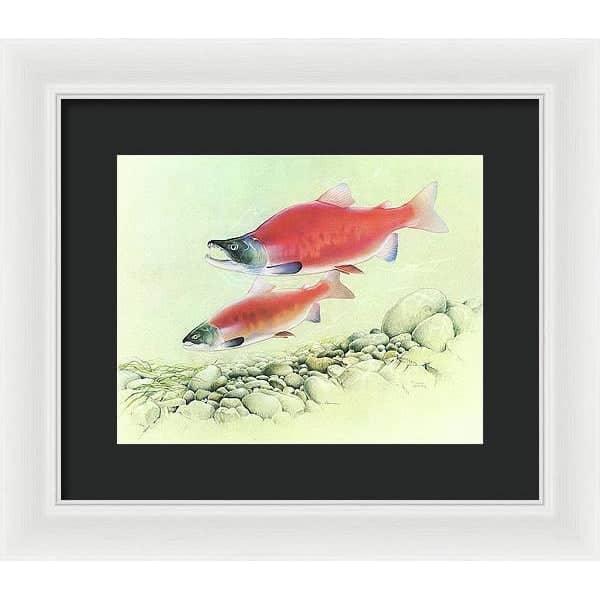 Kokanee Salmon - Framed Print | Artwork by Glen Loates