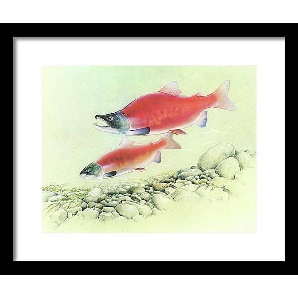Kokanee Salmon - Framed Print | Artwork by Glen Loates