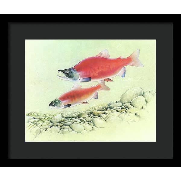 Kokanee Salmon - Framed Print | Artwork by Glen Loates
