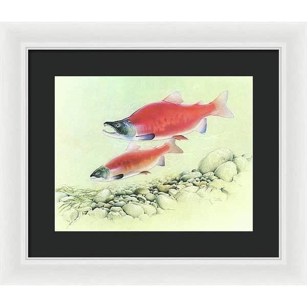 Kokanee Salmon - Framed Print | Artwork by Glen Loates