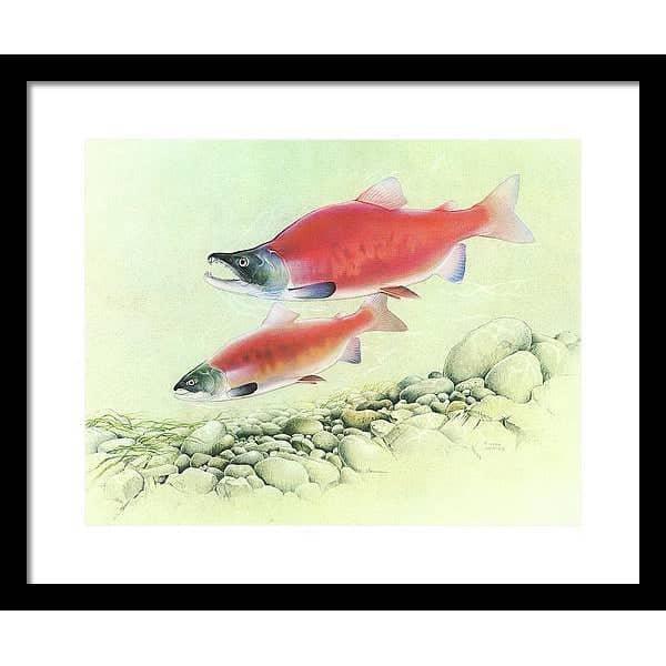 Kokanee Salmon - Framed Print | Artwork by Glen Loates
