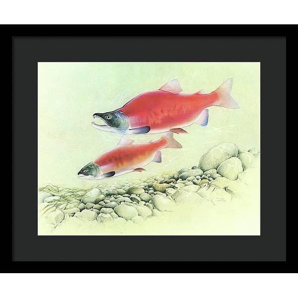 Kokanee Salmon - Framed Print | Artwork by Glen Loates