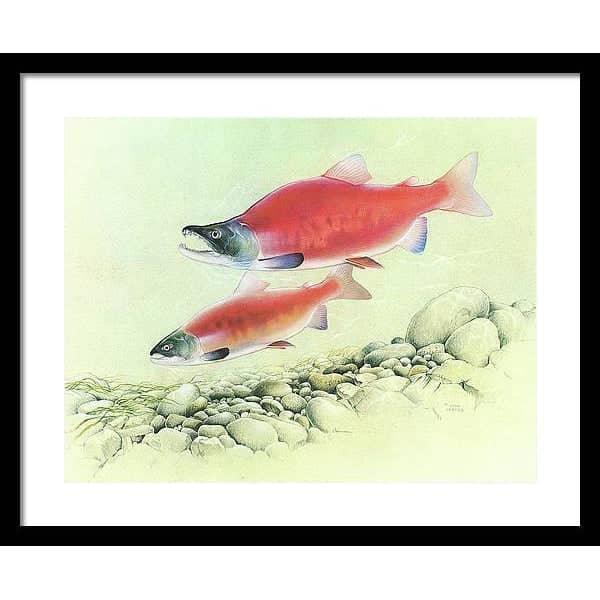 Kokanee Salmon - Framed Print | Artwork by Glen Loates