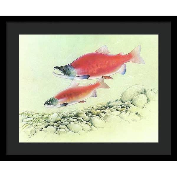 Kokanee Salmon - Framed Print | Artwork by Glen Loates