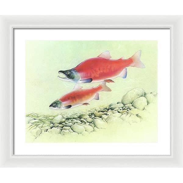 Kokanee Salmon - Framed Print | Artwork by Glen Loates