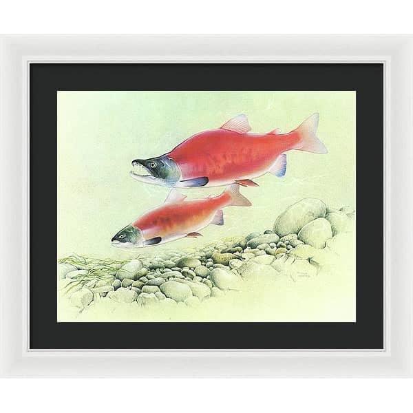 Kokanee Salmon - Framed Print | Artwork by Glen Loates