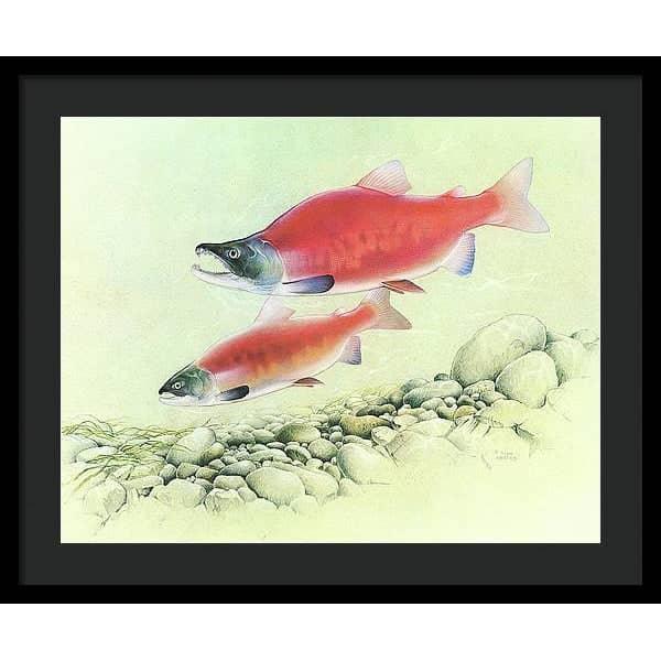 Kokanee Salmon - Framed Print | Artwork by Glen Loates