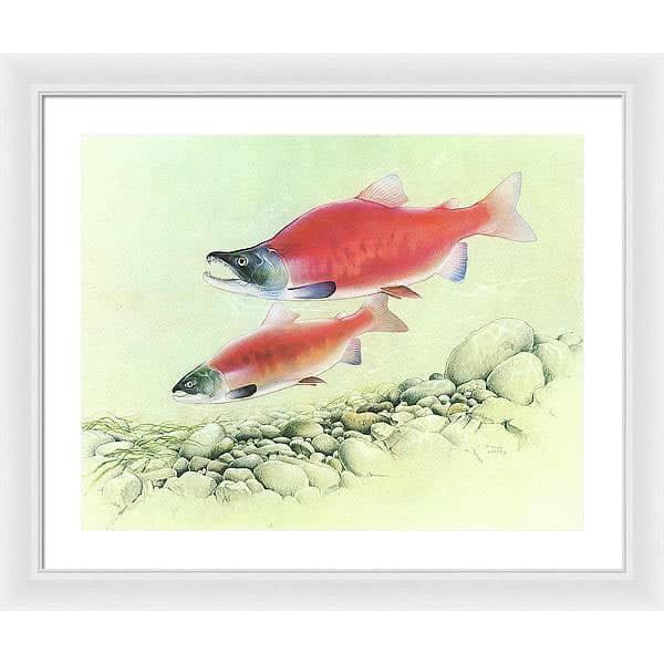 Kokanee Salmon - Framed Print | Artwork by Glen Loates