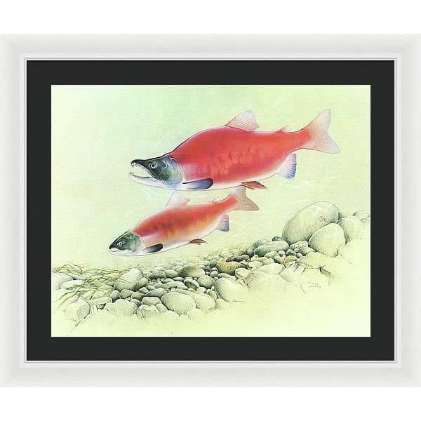 Kokanee Salmon - Framed Print | Artwork by Glen Loates