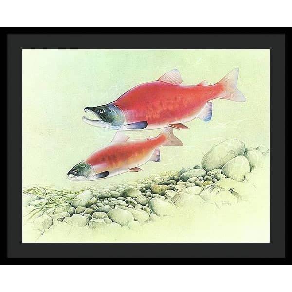 Kokanee Salmon - Framed Print | Artwork by Glen Loates
