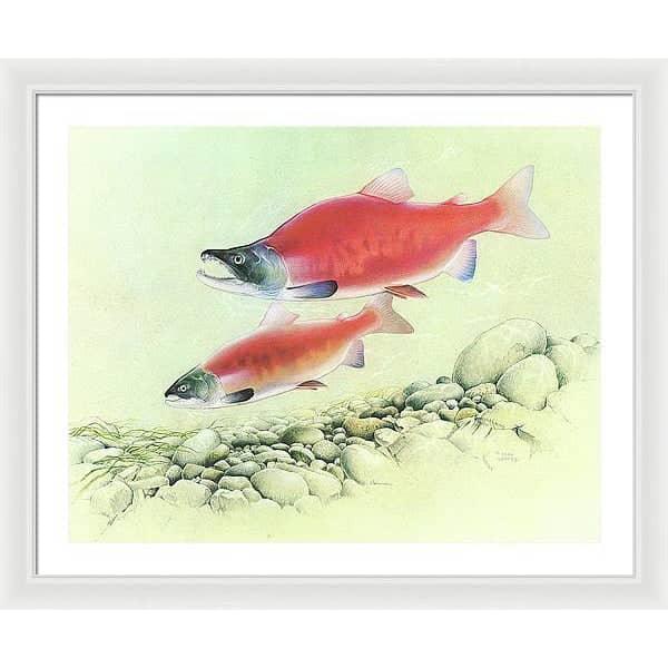 Kokanee Salmon - Framed Print | Artwork by Glen Loates