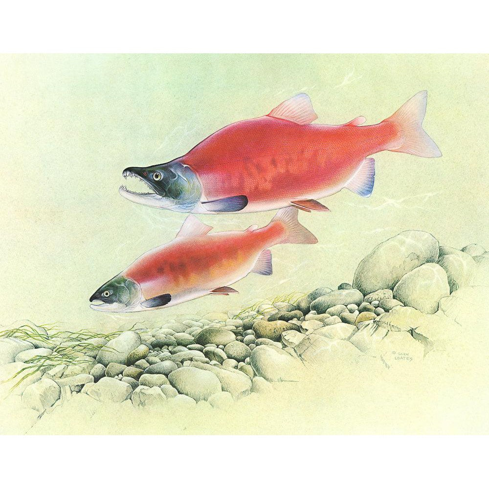 Kokanee Salmon - Framed Print | Artwork by Glen Loates
