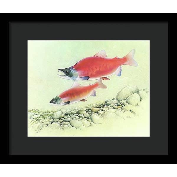 Kokanee Salmon - Framed Print | Artwork by Glen Loates