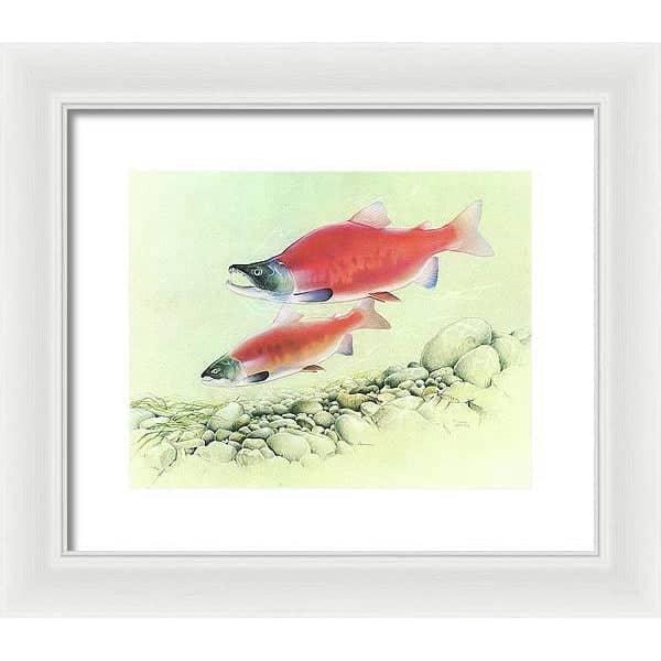Kokanee Salmon - Framed Print | Artwork by Glen Loates