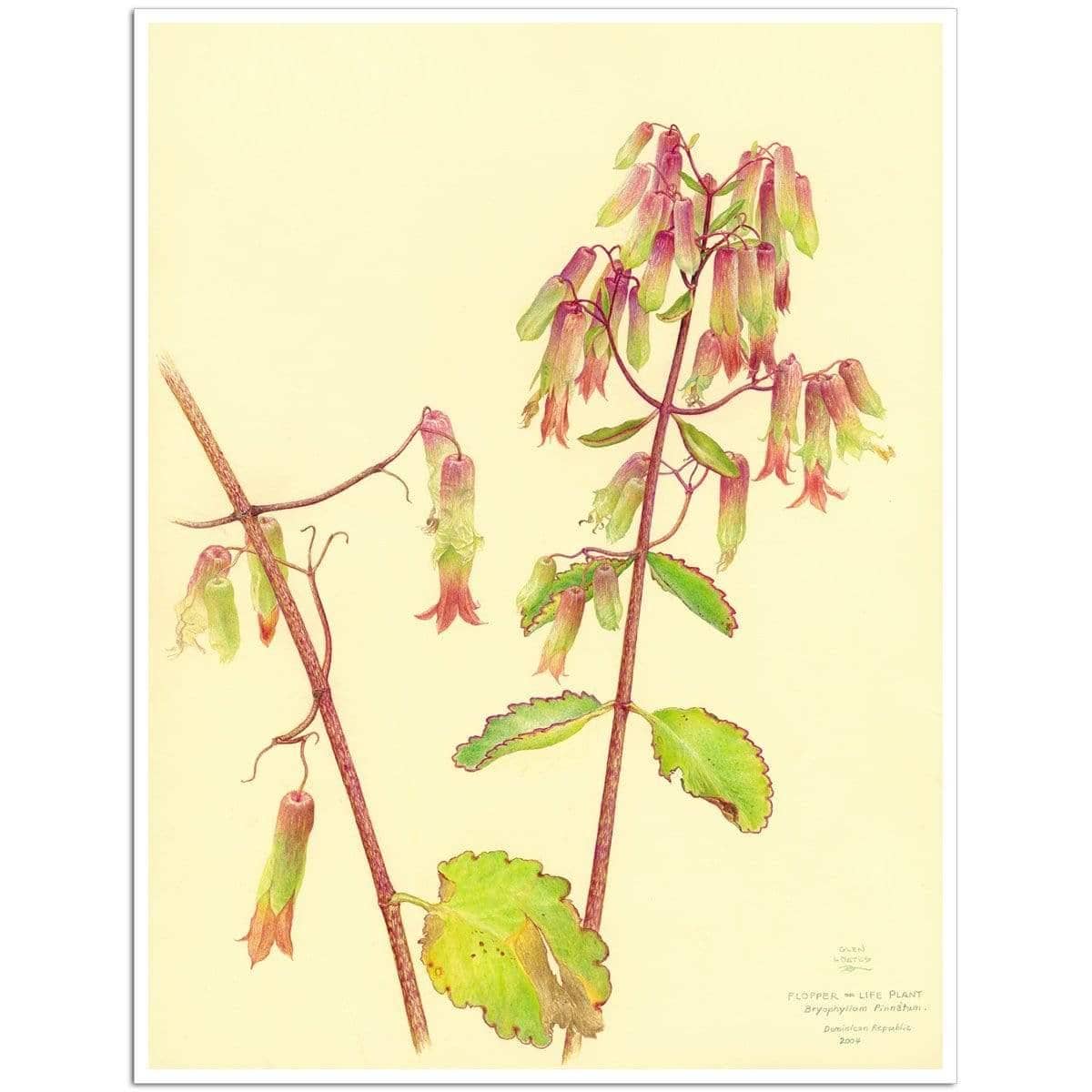Life Plant - Art Print | Artwork by Glen Loates