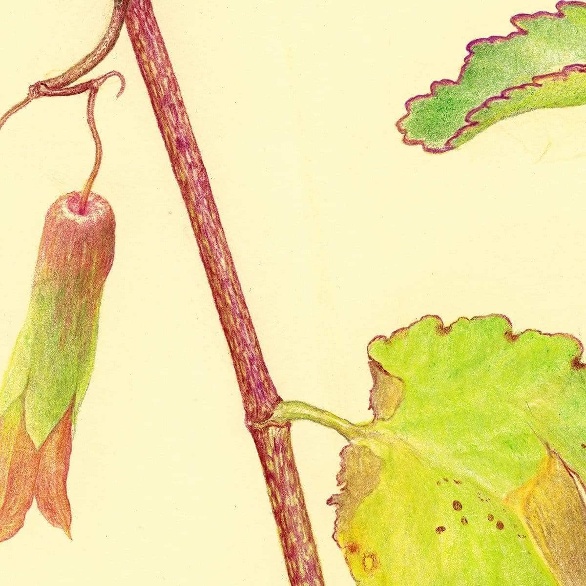 Life Plant - Art Print | Artwork by Glen Loates