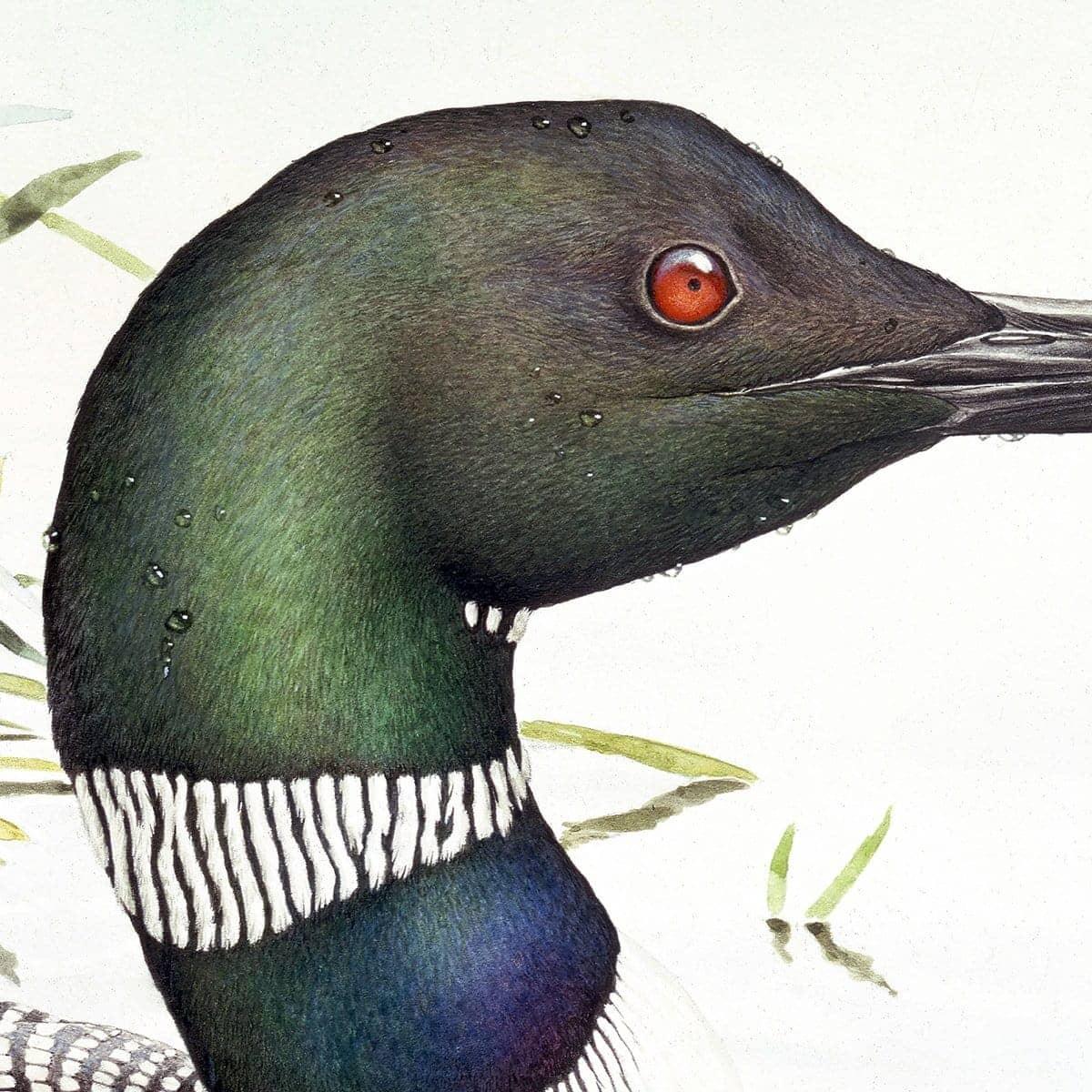 Loon with Young - Canvas Print | Artwork by Glen Loates